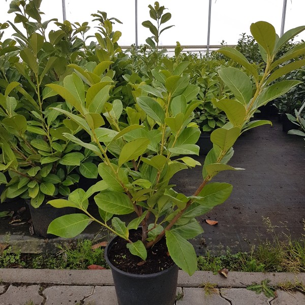 Kirschlorbeer 'Rotundifolia' (Prunus laurocerasus 'Rotundifolia')